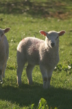 D7D00324 Lamb in morning sun.jpg